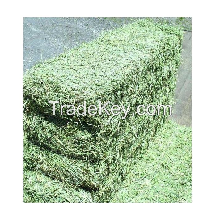 Best Price Alfalfa Hay Grass / Alfalfa Hay Bales Bulk Stock Available With Customized Packing