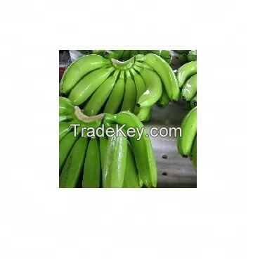 The Top Suggestion Fresh Cavendish Banana  for Green Certification Shipping from Vietnam Tropical Box Style Packing