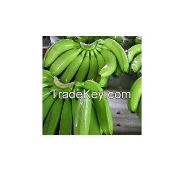 The Top Suggestion Fresh Cavendish Banana  for Green Certification Shipping from Vietnam Tropical Box Style Packing