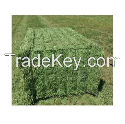 Best Price Alfalfa Hay Grass / Alfalfa Hay Bales Bulk Stock Available With Customized Packing