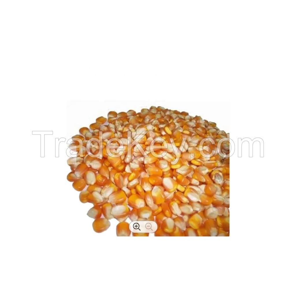 Maize Poultry and Bird Style Storage Yellow Corn Max Animal food grade 50kg 25tons 15days corn maize