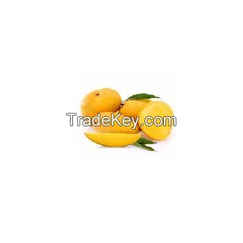 high quality globally selling fresh mango fresh sweet green yellow alphonso mango premium green for sale