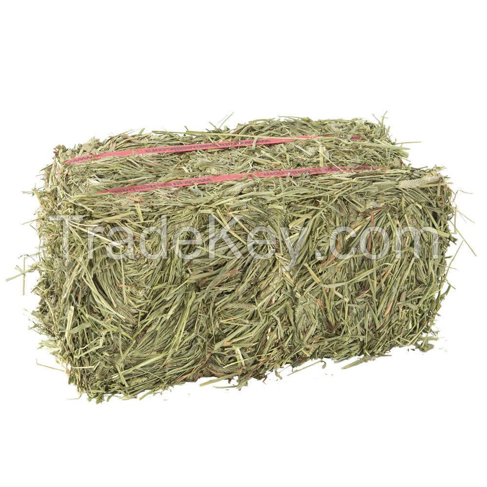 Premium Alfalfa Hay - Bundles Of Hay For Sale Bulk Premium Organic Wholesale Alfalfa Timothy Hay