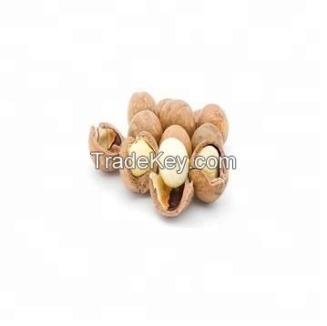 roasted dried macadamia nuts in shell for sale high quality macadamia nuts with shell raw rganic bulk macadamia nuts whole