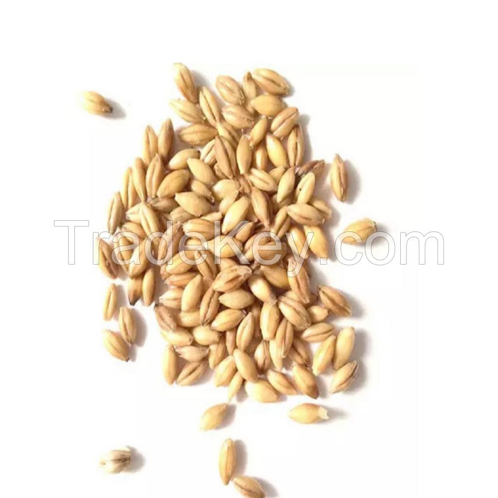 Premium Organic Barley Seeds - Ideal for Feeding Dogs, Chickens, and More - Max Nutrition in Every Bag