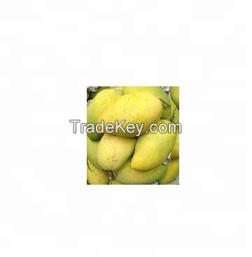 fresh  green mango Sweet yellow mangoes for sale  bulk suppliers premium best quality namdokmai sweet mangoes