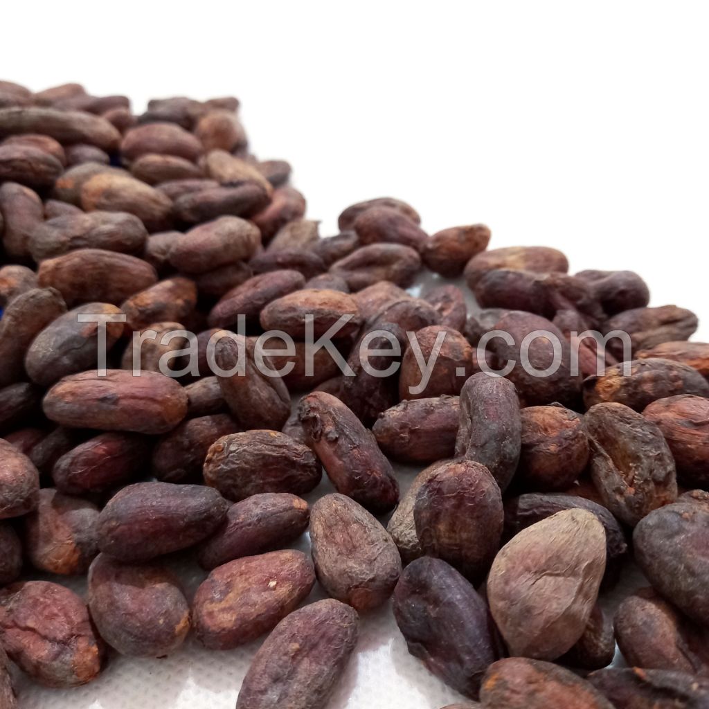 Raw Cacao Beans  High Quality Cacao Powder Making Chocolate at Cheap Price Cocoa Beans Top Dark