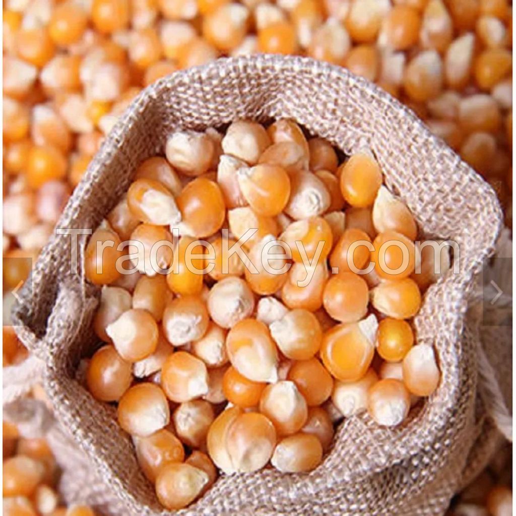 Premium White Maize for Human and Animal Feed - Quality Sweet Corn for Sale