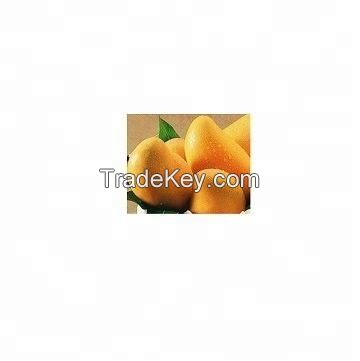 fresh green mangoes alphonso mangoes for sale  bulk supplier wholesale vietnam fresh fruits sweet green Mango