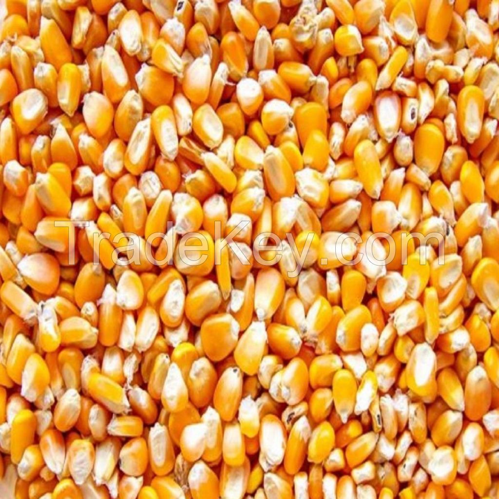 Premium White Maize for Human and Animal Feed - Quality Sweet Corn for Sale