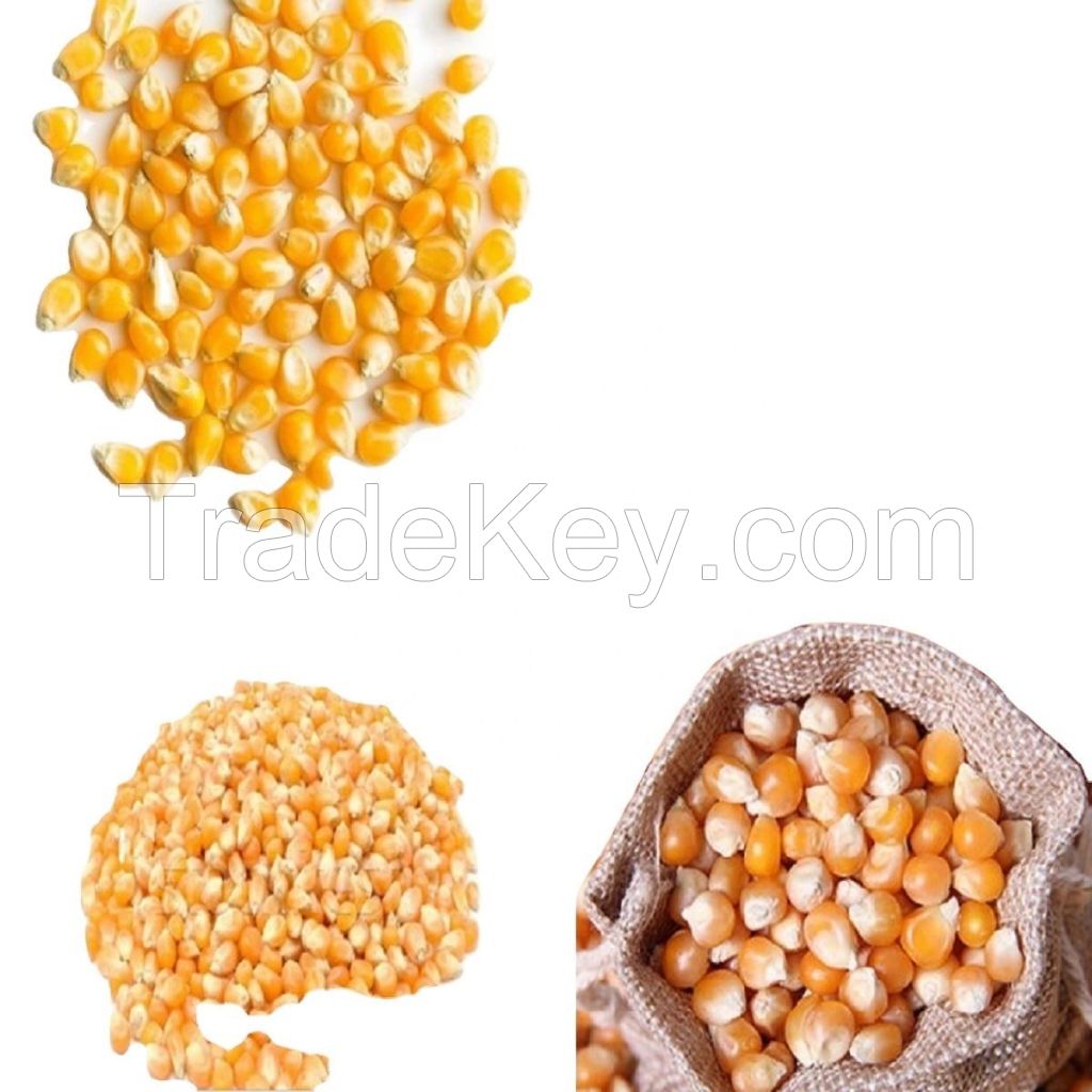 Premium White Maize for Human and Animal Feed - Quality Sweet Corn for Sale