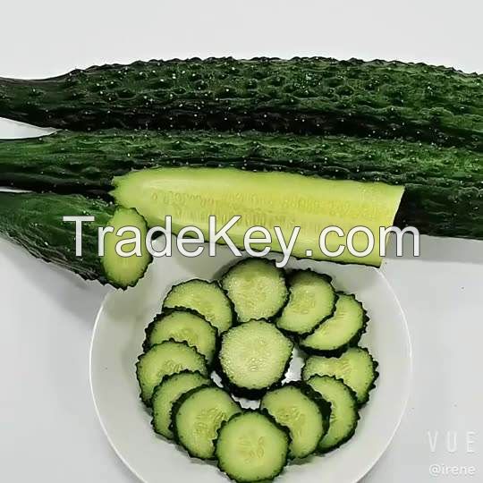fresh cucumber for sale best price from product 100 vegetables green baby top fresh sea cucumber price cucumber for sale