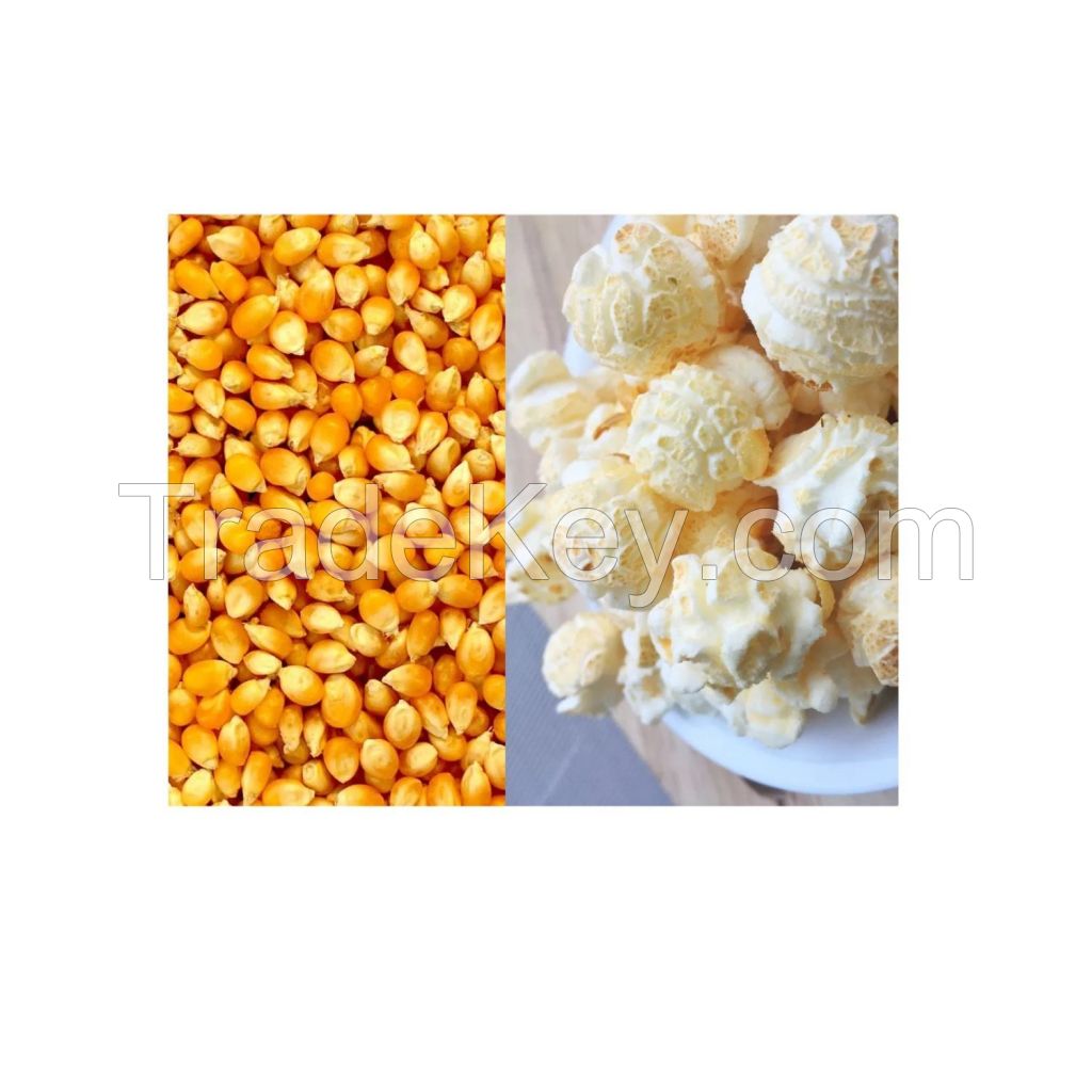 sweet corn yellow corns kernels top style maize yellow sweet 25/50 Kg PP Bags Bulk high grade yellow corn animal feed