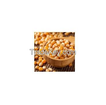 yellow corn maize for animal feed quality yellow corn max animal style storage color origin type dried grade product place maize