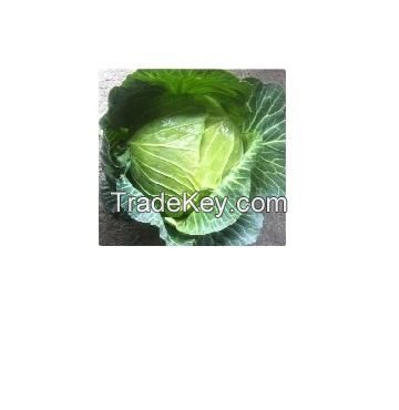 fresh cabbages round cabbage frozen celery for sale  vegetable fresh cabbage price green premium white