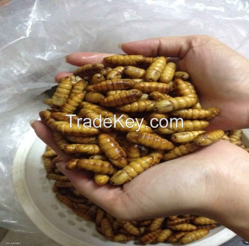 dried silkworm pupae frozen silkworm chrysalis pet food 1kg dry bag style storage gluten dried silkworm pupae