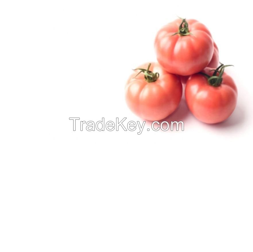 Baby Tomato Red Style Storage organic and fresh red tomato wholesales bulk suppliers green tomatoes for sale