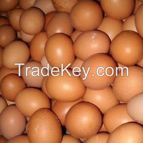 Broiler hatching eggs Ross 308 and Cobb 500 and Chicken Table Eggs