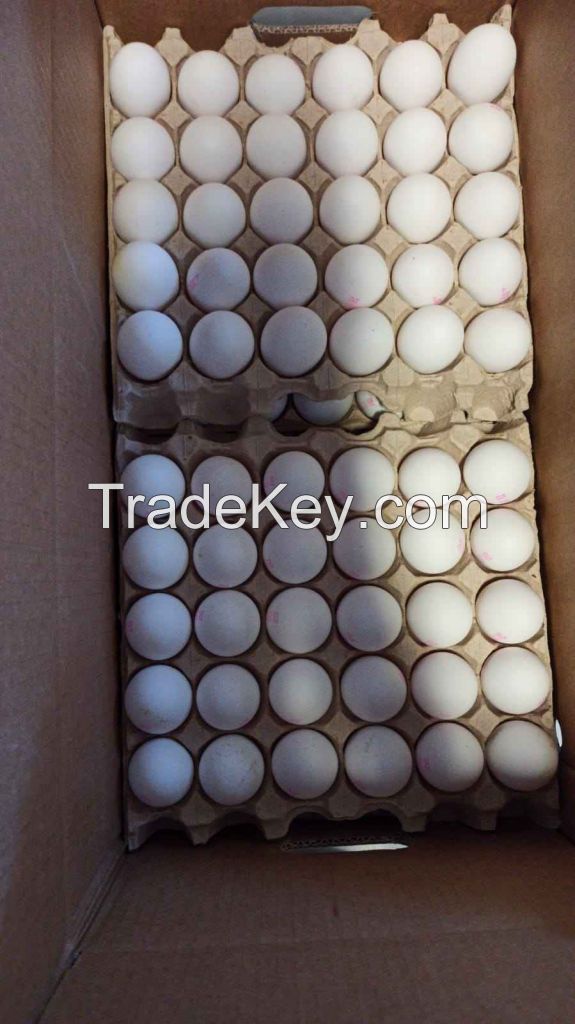 Broiler hatching eggs Ross 308 and Cobb 500 and Chicken Table Eggs