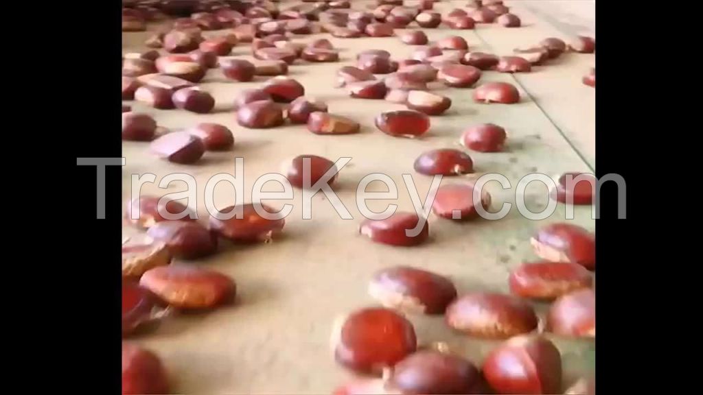 dried chestnut for sale chestnut price per kg frozen fresh sweet roasted  whole snack food frozen vegetable chestnuts