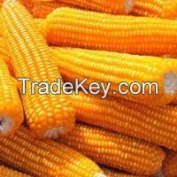 Dried corn