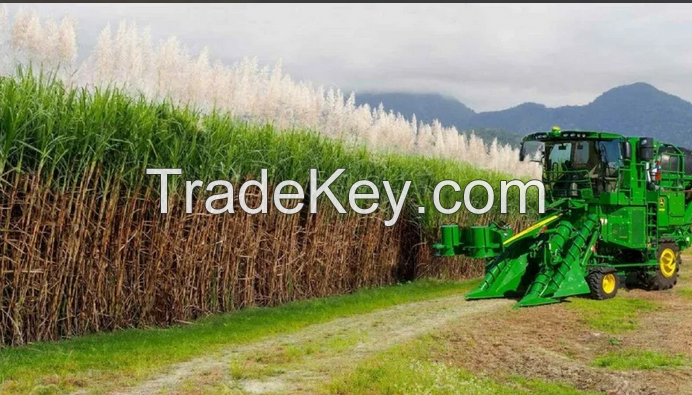 Premium Quality Fresh Sugarcane Exporter