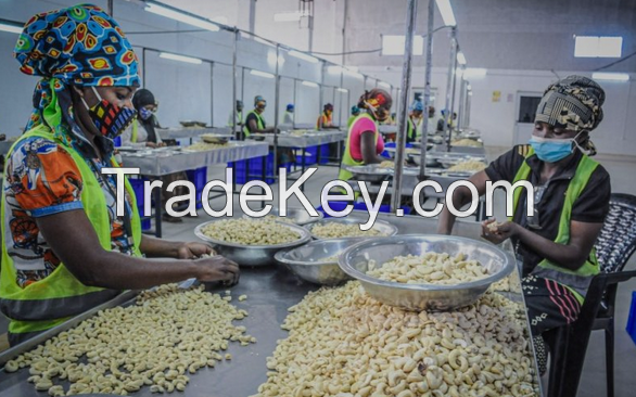 Wholesale Raw Cashew Nuts | Cashew Nut Size W180 W240 W320 W450