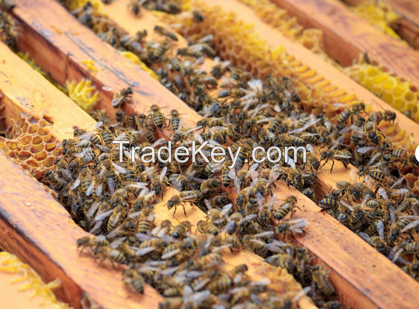 Pure Bee Honey 100% Natural Pure Honey Comb