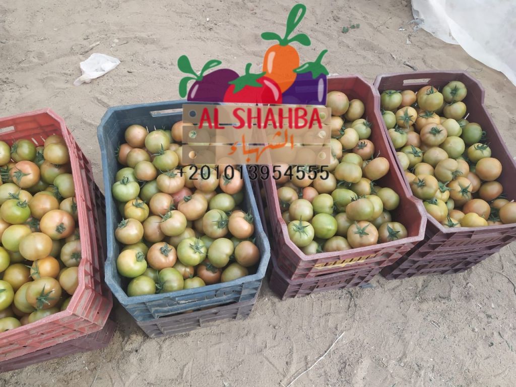 Fresh Tomatoes