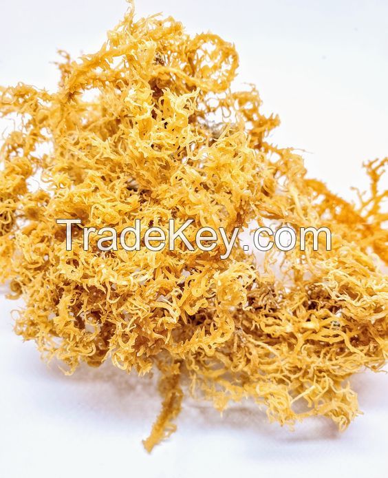 Eucheuma Cottonii Seaweed for Export from Vietnam