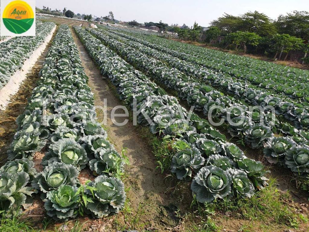 High quality fresh cabbage from Vietnam