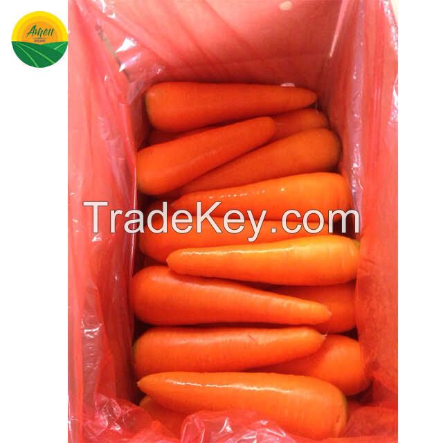 High quality fresh carrot from Vietnam