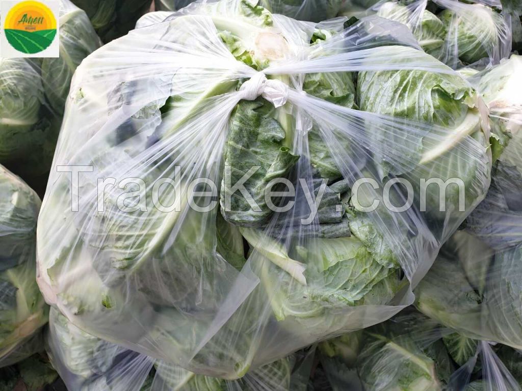 High quality fresh cabbage from Vietnam