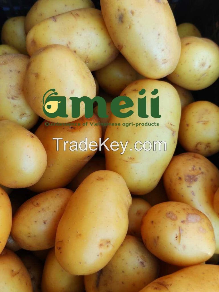 High quality fresh potato from Vietnam