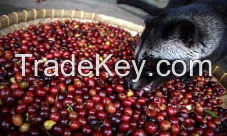 Luwak Coffee