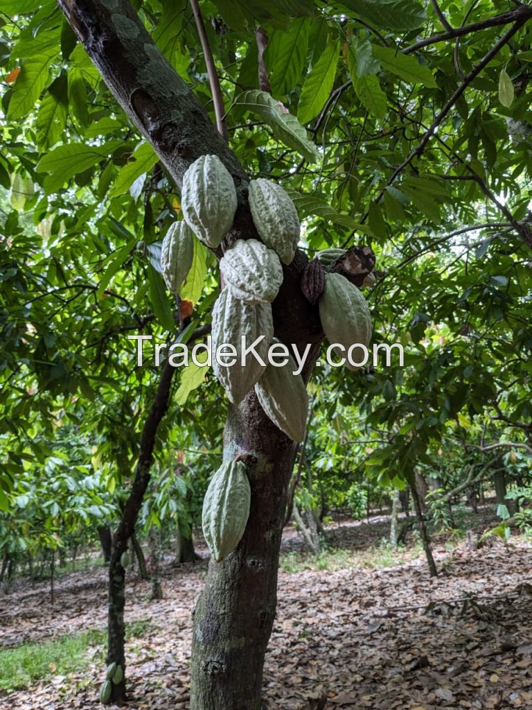 Cocoa Beans Sambirano Madagascar