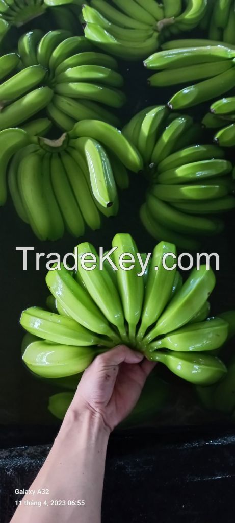 Cavendish banana