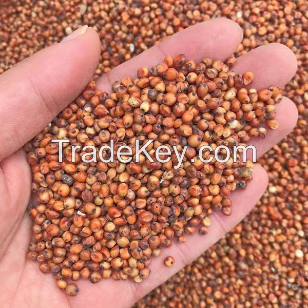 Red Sorghum Available