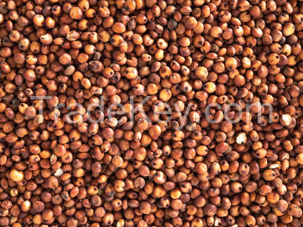 Good Quality Red Sorghum