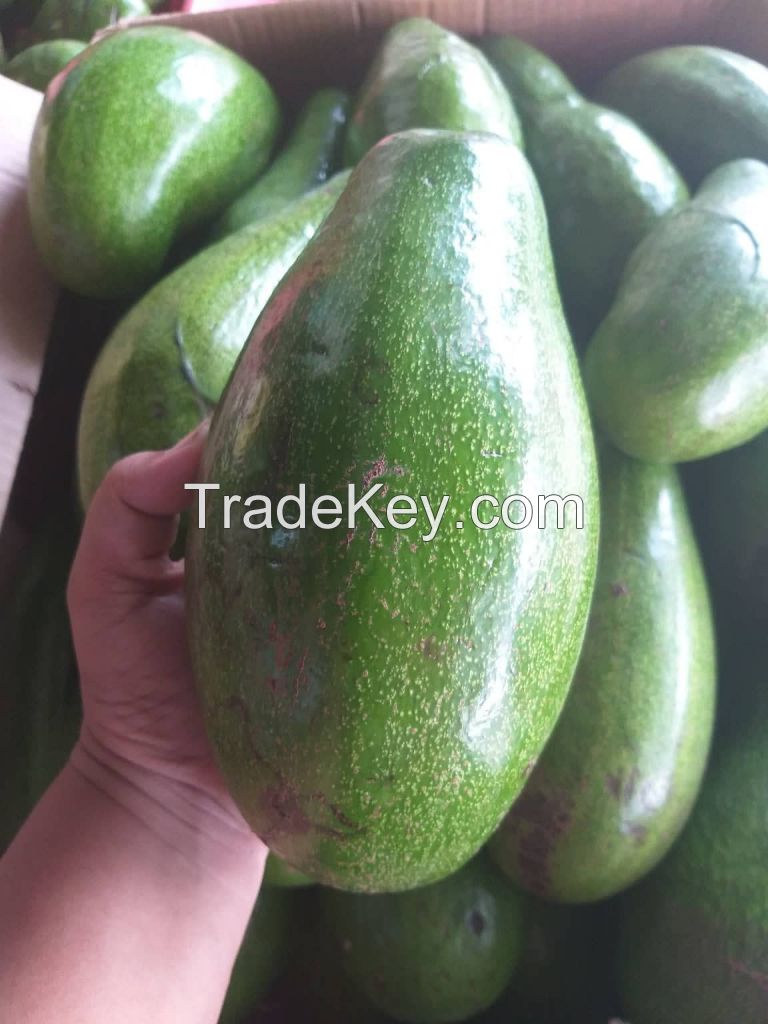 fresh avocados