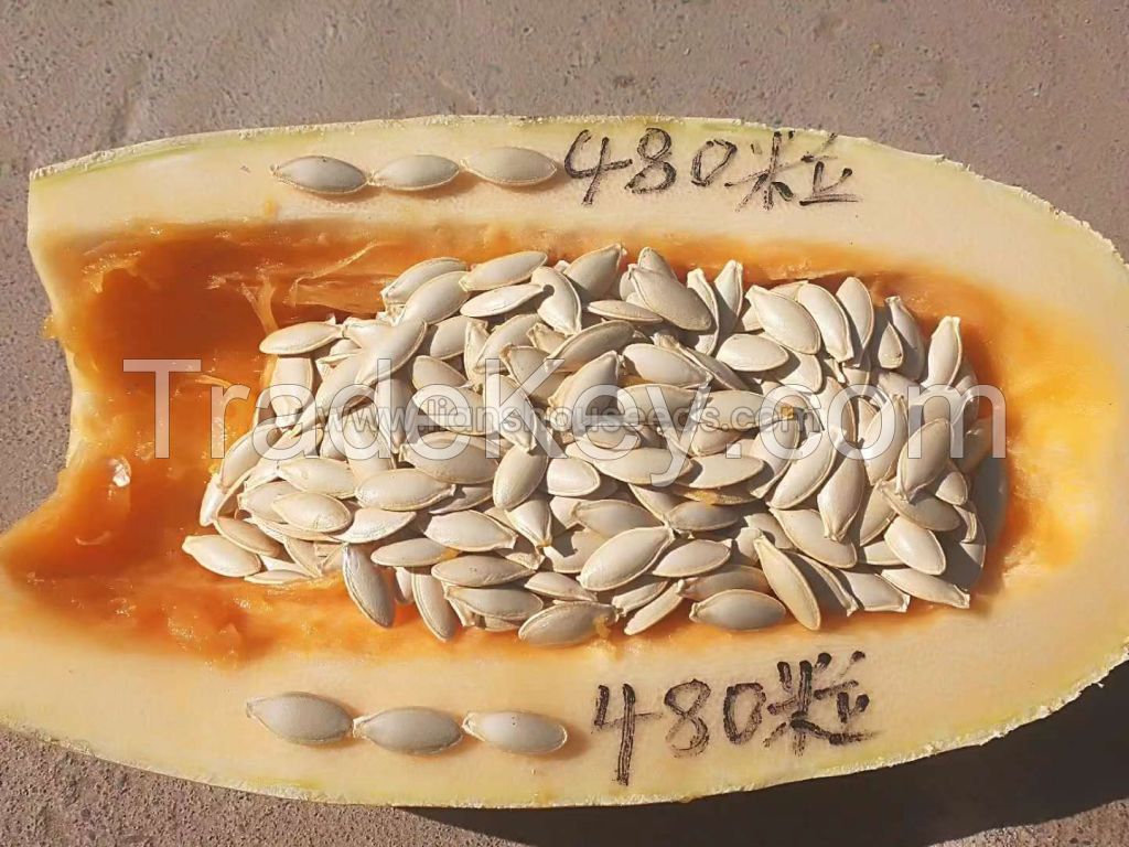 SL01 Slender Seeded Squash Variety with High Disease Resistance