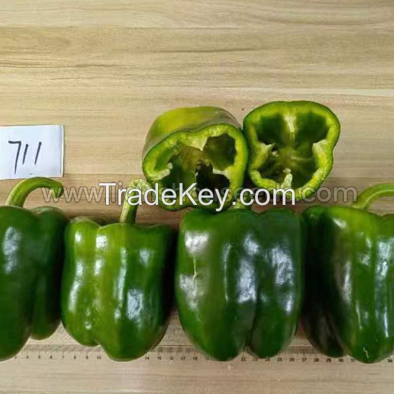 P1702 Green Sweet Bell Pepper Variety for Greenhouse