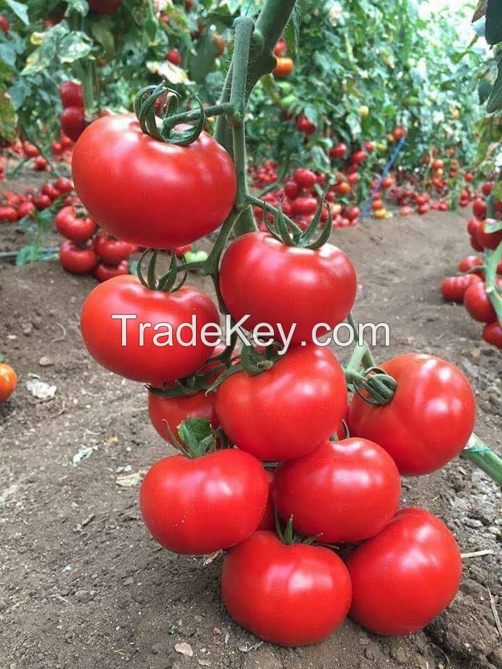 Tomatoes