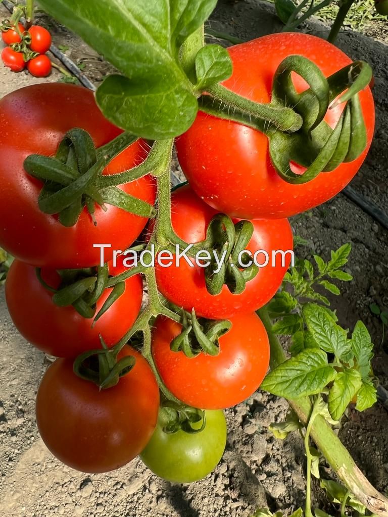 Tomatoes