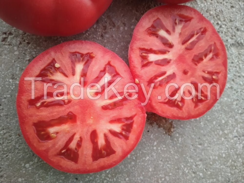 Tomatoes