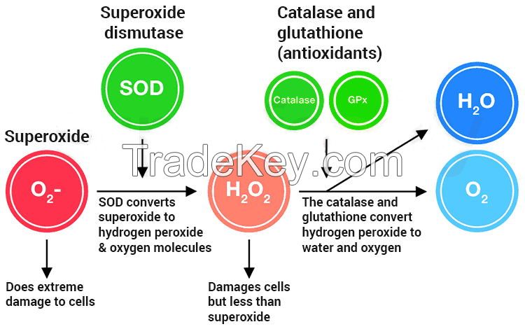 Sod superoxide dismutase