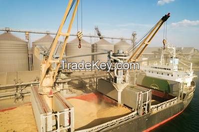 High-Quality Russian Wheat Imports for Arab, African, Korean, and Turkish Markets
