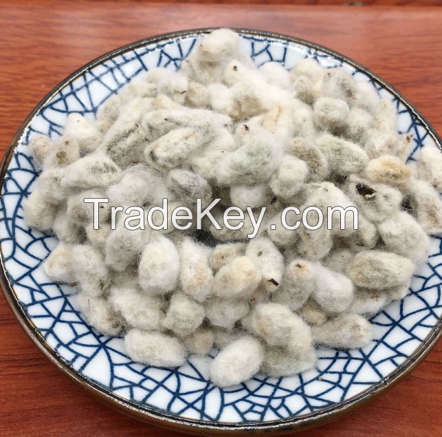 Selling Dried Cotton Seeds / Cotton Seeds Best Price