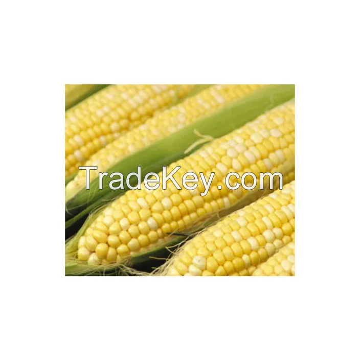 Yellow Corn for Sale in Cheap price 