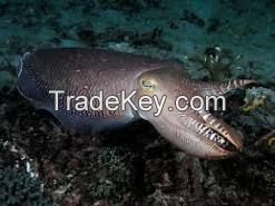 Cuttle Fish